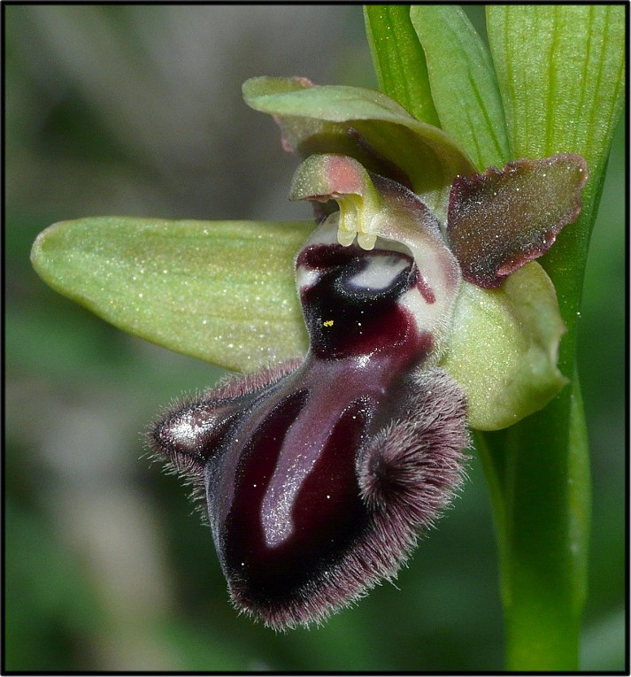 Ophrys incubacea Bianca - Ophrys sphegodes Mill.